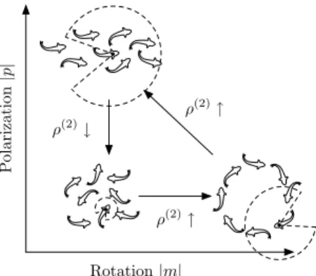 Fig. 1. Hysteresis loop in ROA behavior. Changing the radius ρ (2) of the zone of orientation (depicted by the dashed region centered on the dotted fish) generates transitions between swarm, circular, and parallel motion, which are characterized by collect