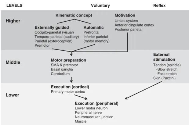 Figure 2. Categorization of voluntary and reflexive movement commands in spasticity. Focused abnormalities in the middle and the lower levels of command would alter spinal reflexes and local abnormalities in the lower level of motor command would cause sig