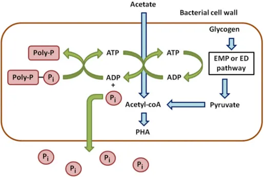 Figure 1. Anaerobic metabolism of phosphorus in phosphate accumulating bacteria. 