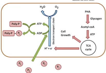 Figure 2. Aerobic metabolism of phosphorus in phosphate accumulating bacteria. 