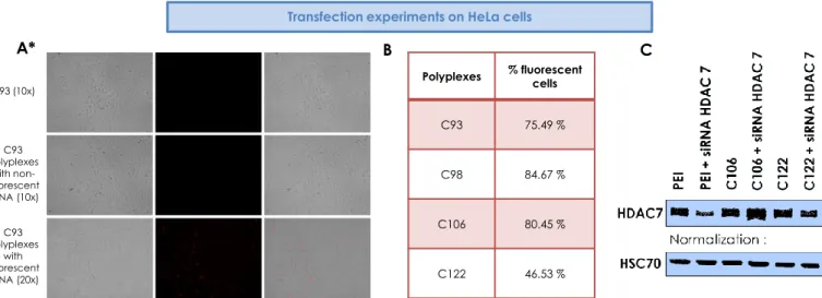 Figure 2: Optical microscopy images of HeLa cells treated with C93 or C93 polyplexes (A); percentage of fluorescent cells determined by the FACS  method after treatment with polyplexes (B); and Western Blot results showing HDAC7 expression 72h after polypl