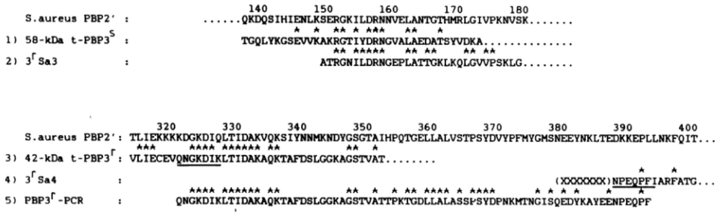 FIG. 7. Amino acid alignment of the peptide fragments of E. hirae PBP 3S (sequence 1) and PBP 3Y (sequences 2 through 5) with the peptide segments Q137-K180 and T314-T400 of the methicillin-resistant PBP 2' of S