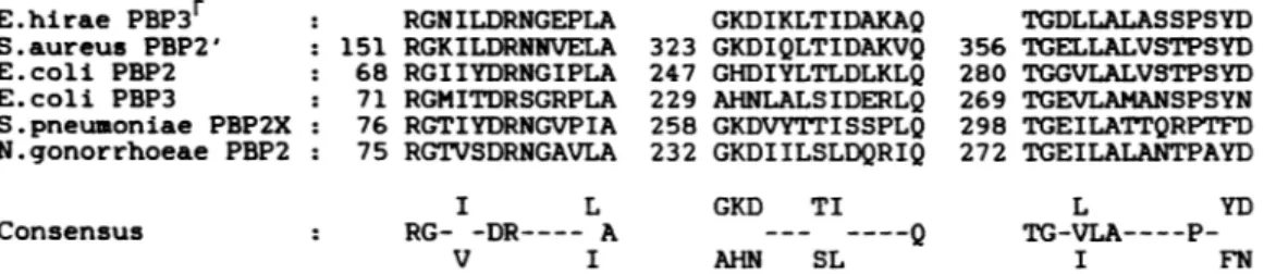 FIG. 10. Homologous boxes occurring in the amino-terminal regions of several high-Mr PBPs, i.e., S