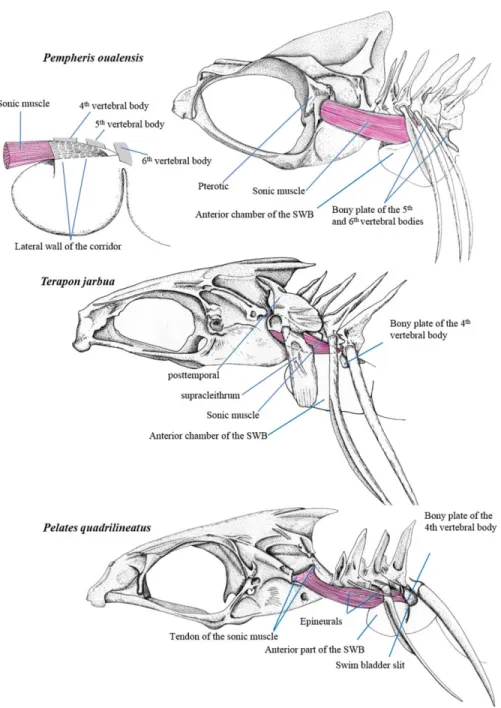 Fig. 2. Left lateral views of the sound-producing apparatus in Pempheris oualensis, Terapon jarbua and Pelates quadrilineatus.