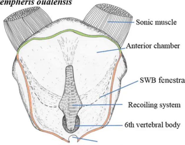 Fig. 4. Frontal histological section (A) and SEM picture (B) at the level of the recoiling system in Pempheris oualensis