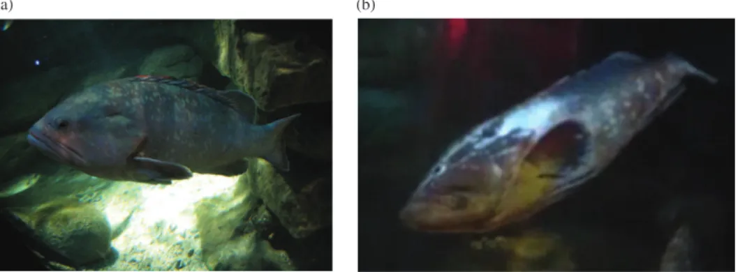 Fig. 3. Images of a captive presumptive male individual Epinephelus marginatus (c. 80 cm total length, L T ) in the (a) standard mottled colour pattern and (b) silver bright colour pattern displayed when interacting with a presumptive female (extracted fro