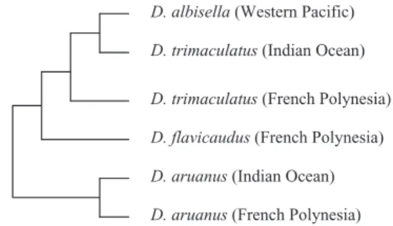 Figure 1. Dascyllus phylogenetic relationships based on the studies of Bernardi &amp; Crane (1999), and McCafferty et al