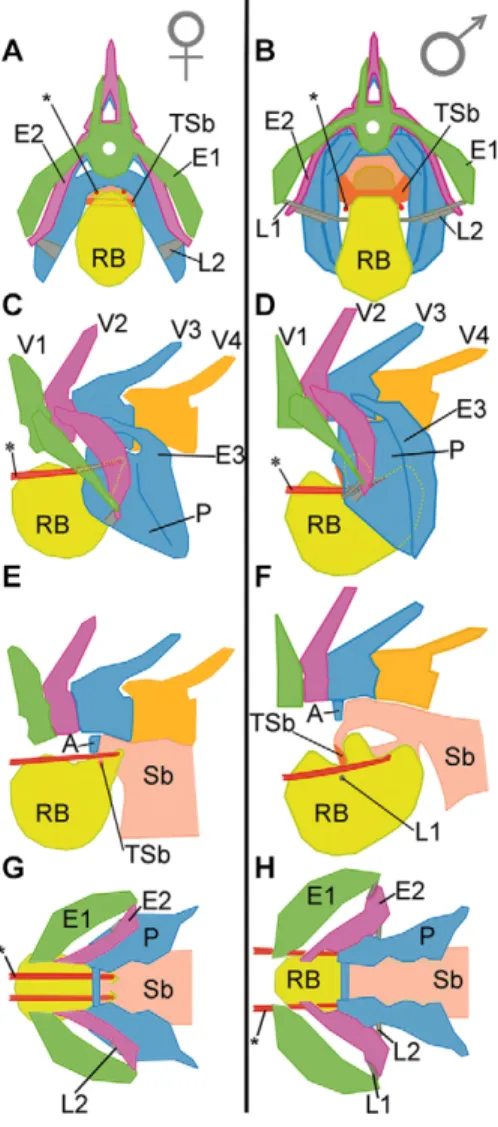 Fig. 10. Two types of rocker bones in Onuxodon fowleri with different total length and head length