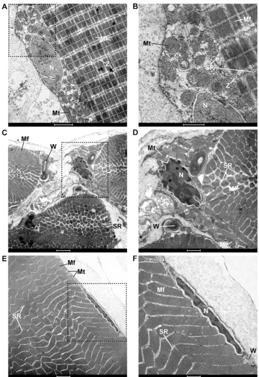Fig. 11. Fiber ultrastructure of the primary sonic muscle and the epaxial musculature from Onuxodon fowleri