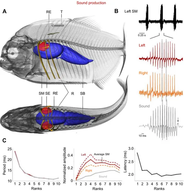 Fig. 2. Activation patterns of the sonic muscles in Pygocentrus nattereri. (A) Left lateral (top) and dorsal (bottom) views of the location of the EMG recording) electrodes and morphological structures of interest during the recording of the sonic muscles