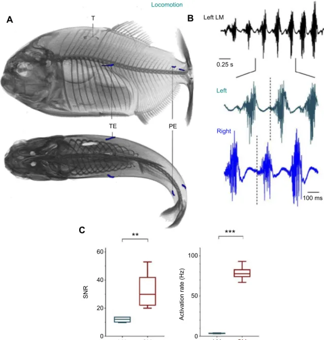 Fig. 3. Activation patterns of the locomotor muscles in Pygocentrus nattereri. (A) Left lateral (top) and dorsal (bottom) views of the location of the EMG recording electrodes and morphological structures of interest during the recording of the locomotor m