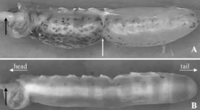 Fig. 1 —Left lateral view of the swimbladder. —A. In Carapus  mourlani —B. In C. boraborensis