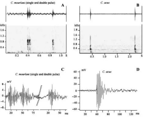 Fig. 3 —A, B. Sonograms of pulses in  Carapus mourlani and Carapus acus.