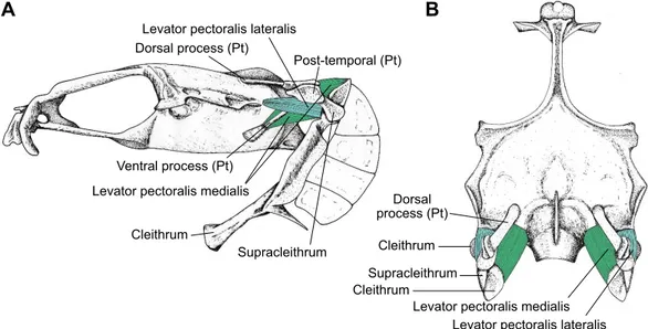 Fig. 1. Sound producing mechanism in Pomatoschistus pictus . (A) Left lateral view of the neurocranium, pectoral girdle and sonic muscles