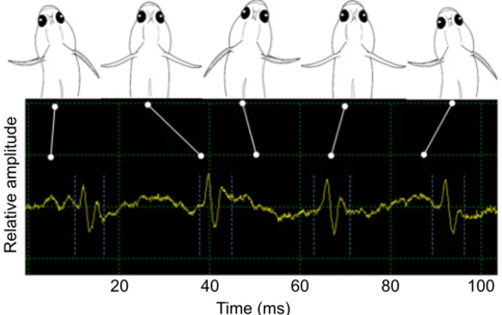 Fig. 2. Oscillogram of drumming sound in relation to a dorsal view of associated movements of the head and opposed motions of pectoral fins in P