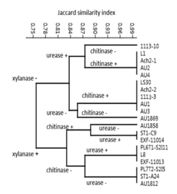 Figure 3: Hierarchical clustering of enzymatic activities of A. pullulans  strains based on Jaccard similarity index.