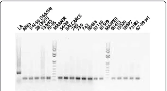 Figure 1 Ethidium bromide stained 1% agarose gel electrophoresis of the amplified products by multiplex-PCR for BoHV-1 (354 bp) and BoHV-5 (159 bp) glycoprotein C gene.