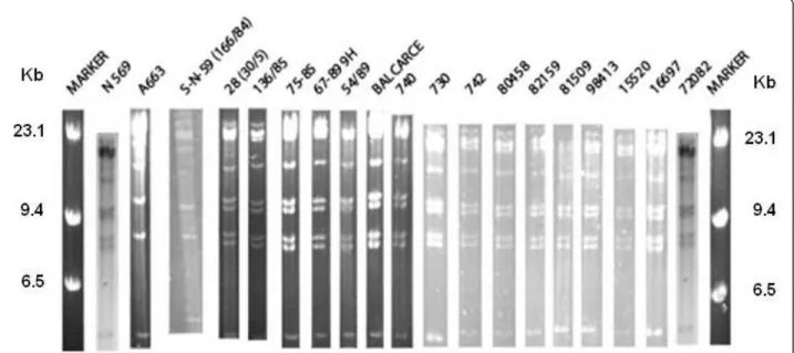 Figure 2 BstEII restriction endonuclease profiles of the isolates and the reference strains