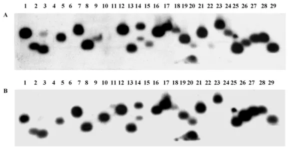 Fig. 1. Differential hybridization of plasmid DNAs with total cDNA probes of human normal brain (A) and GB (B).