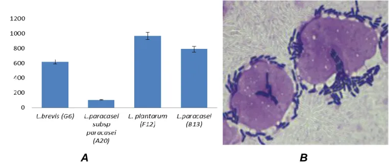 Figure  1.  (A)  Adhesion  of  Lactobacillus  strains  to  Caco-2  cells  after  2  h  of  incubation  at  37°C  in  a  5%  CO 2   atmosphere