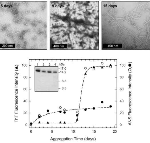 Fig. 2. Aggregation of human lysozyme at pH 3.0 and 60 °C monitored by (top) TEM and (bottom) ThT and ANS binding assays