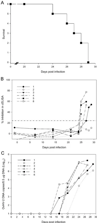 Fig. 1. Malignant catarrhal fever induced by nebulization of OvHV-2 in rabbits. (A) Cumulative incidence survival curve of the rabbits experimentally infected with OvHV-2