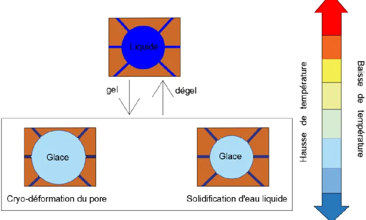 Figure 11: Processus de cristallisation dans les pores dû aux cycles de gel-dégel 