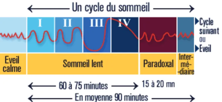 Figure 10 : Représentation d’un cycle de sommeil chez l’homme ; il y en a en moyenne 5 par nuit.