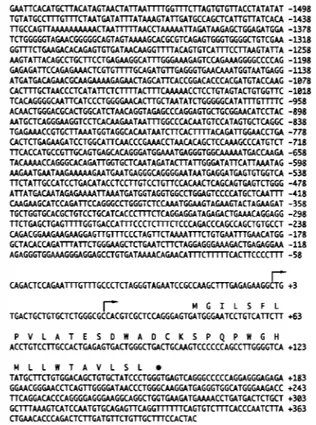 Fig. 1. Nucleotide sequence of the human Fc γ RIIB 5 ⬘ flanking region.