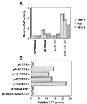 Fig. 2. Mapping of the human Fc γ RIIB mRNA transcription initiation sites by primer extension analysis