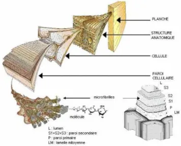 Figure 2.1.2a : Structure microscopique de la paroi cellulaire du bois sous forme de tubes - de la planche à la  molécule  