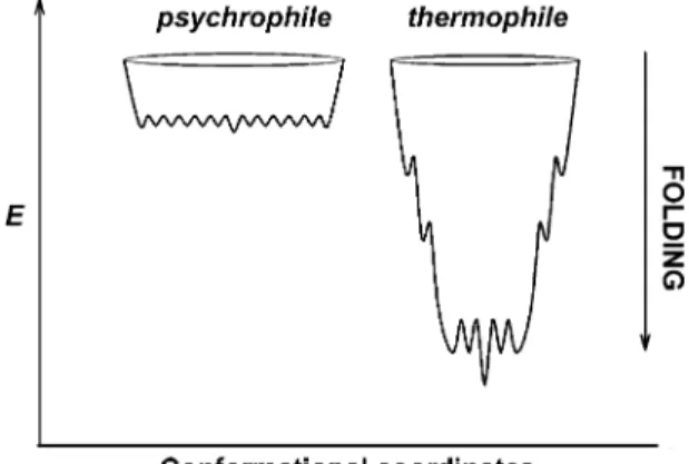 Fig. 9. Proposed model of folding funnels for psychrophilic and thermophilic enzymes. In these schematic energy landscapes, the  con-formational stability (E) is represented as a function of the  confor-mational diversity