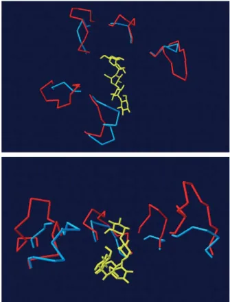 Fig. 10. Active site accessibility. Upper panel: superimposition of the variable loops bordering the active site of the psychrophilic a-amylase from P