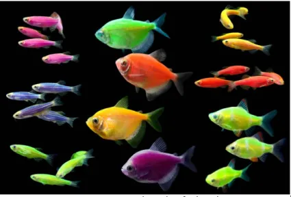 Figure 1. Some breeds of GloFish  