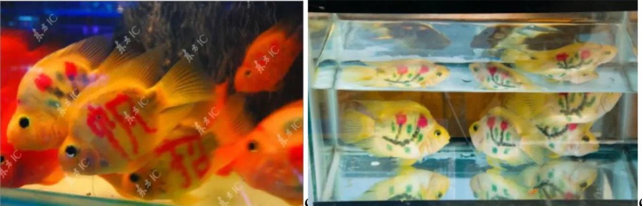 Figure 3. Tattooed parrot fish: with Chinese characters - left, with flowers - right (Source: for the  left image - http://www.odditycentral.com/pics/tattooed-fish-sold-as-lucky-charms-in-china.html; 
