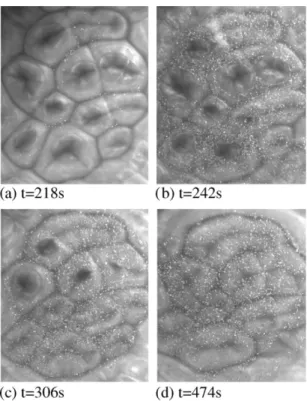 Fig. 1-5. Skin formation [35]. Focus on a few cells at four time slots for the structure