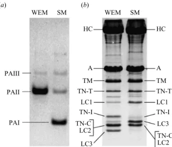 Figure 1. Electrophoretogram of (a) non-denaturing PAGE (glycerol 10%, pH 8.6) of parvalbumin isoforms and (b) SDS–PAGE (pH 8.4) of myofibrillar proteins in white epaxial muscle (WEM) and sonic muscle (SM) in Carapus acus.