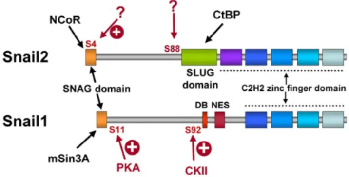 Figure 7. Snail1 and Snail2 recruit distinct co-repressors and may be modulated by distinct phosphorylation events.