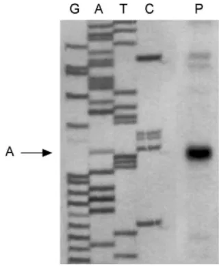 Fig. 4 Analysis of the transcription start site of AOX1 by primer extension. The sequencing gel received primer  extension products (lane P) or sequencing reaction products (lanes G, A, T, C)