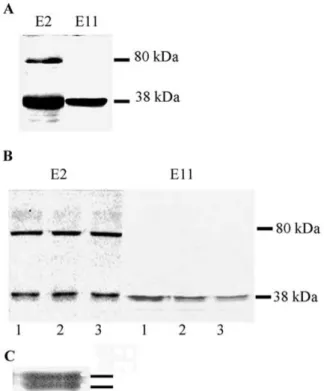 Figure 1A shows the immunoblot analysis of solu- solu-ble protein extracts prepared from E