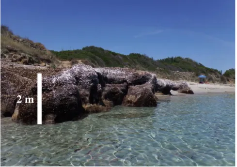 Figure  1.3:  Huge  dead  P.  oceanica  leaves  “banquette”  accumulation  in  June  2015  on  Junquidou beach near Ile-Rousse, Corsica