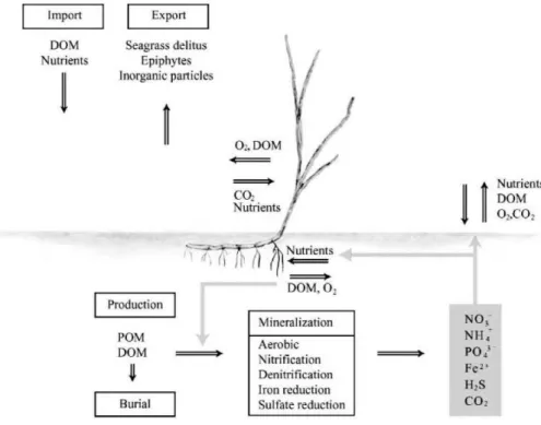 Figure 1.4: Biogeochemical role of Posidonia oceanica and exchanges between the plant, the  sediment and water column