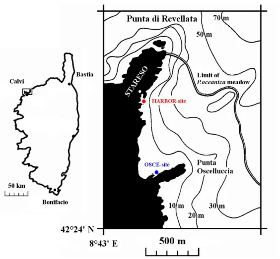 Figure 2.1: Left: general map of the location of Calvi Bay in Corsica. Right: precise location  of the STARESO research station on the Punta di Revellata showing  the two  sampling  sites,  the lower limit of the P