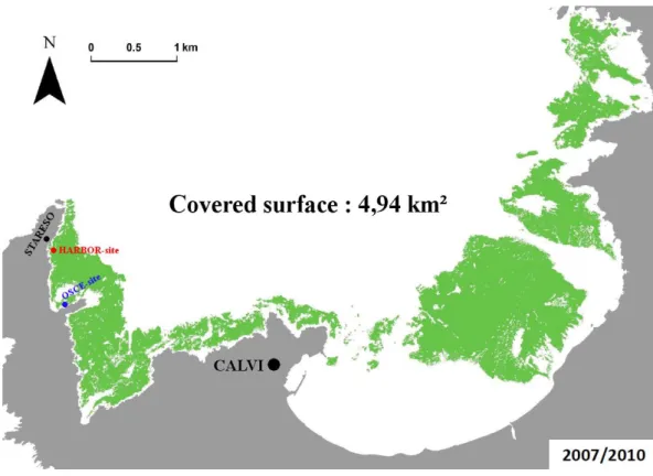 Figure 2.2: Map showing P. oceanica meadow extension and situation in Calvi Bay in 2007- 2007-2010