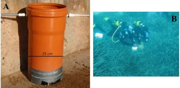 Figure  2.8:  Standardized  sampling.  A:  25 cm  diameter  PVC  “litter  core”  used  for  standardized sampling