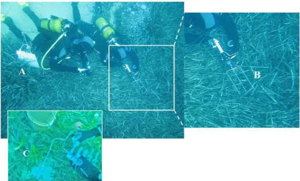 Figure  2.10:  A  team  of  two  divers  sampling  water  for  oxygen  and  nutrients  concentration  measurements
