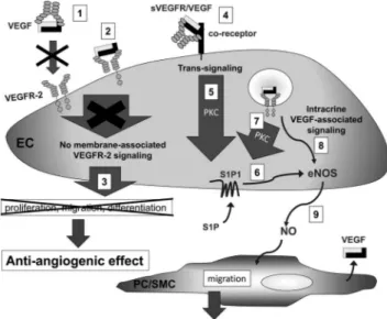 Figure 10. Model of VEGF family contribution to EC-PC/SMC dialogue. In addition to trapping VEGF at a circulating level (1), sVEGFR-1 and -2 could form a signaling-inactive  mem-brane-associated complex consisting of sVEGFR/VEGF/