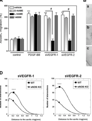 Figure 7. sVEGFR-1 and -2 promote PC/SMC migra- migra-tion through eNOS activamigra-tion