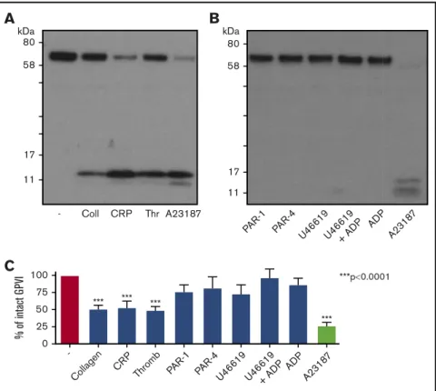 Figure 4. Stimulation of platelets with GPCR agonists do not induce GPVI shedding. (A) Western blot for GPVI after platelet stimulation by GPVI agonists, thrombin, or A23187