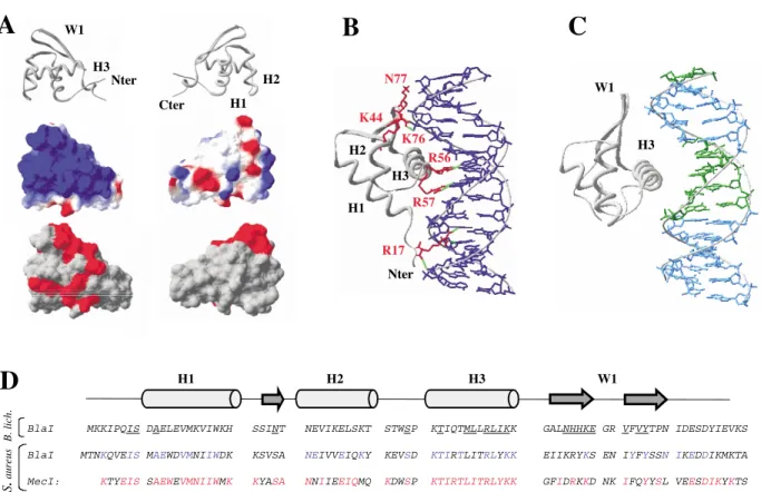 Figure 5. Comparison of the region involved in the protein/DNA complex for E2F4 and BlaI-NTD